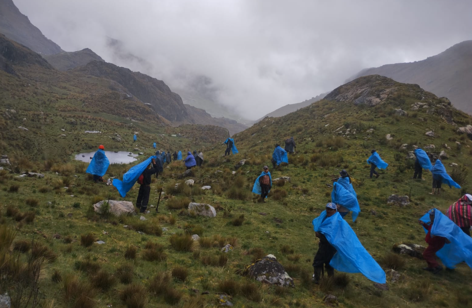 REVIVEN LA MINKA EN ABANCAY: LA COMUNIDAD DE HATÚNPATA PLANTA 7 MIL QEUÑAS EN RONTOQOCHA